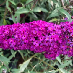 Buddleja Davidii 'Royal Red' (Sommerflieder)