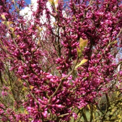 Cercis Chinensis 'Avondale' (Judasbaum)