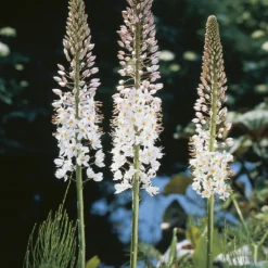 Eremurus Robustus (Riesen-Steppenkerze)