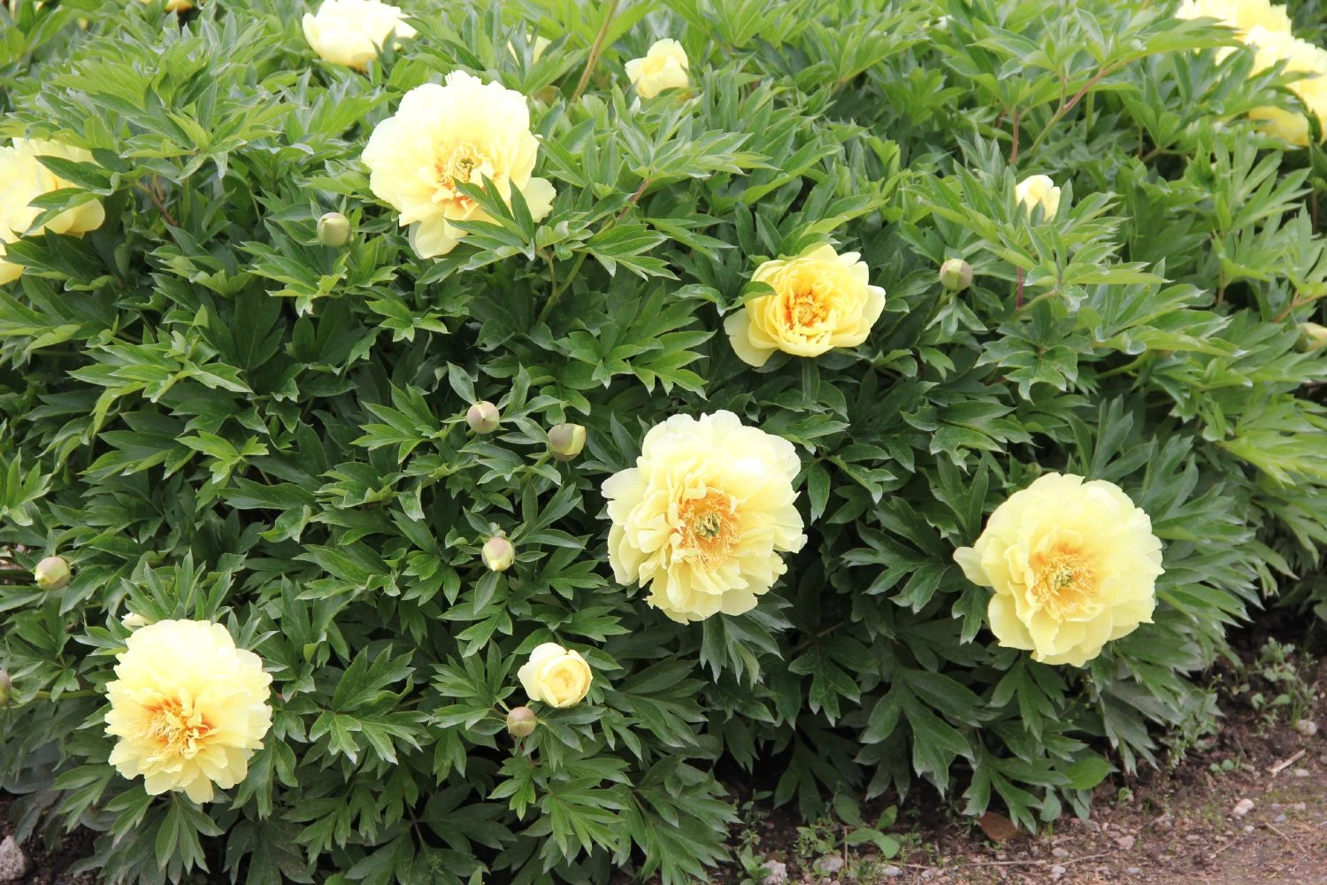 Paeonia Itoh-Hybride 'Bartzella' (Intersektionelle Pfingstrose) – Bild 2