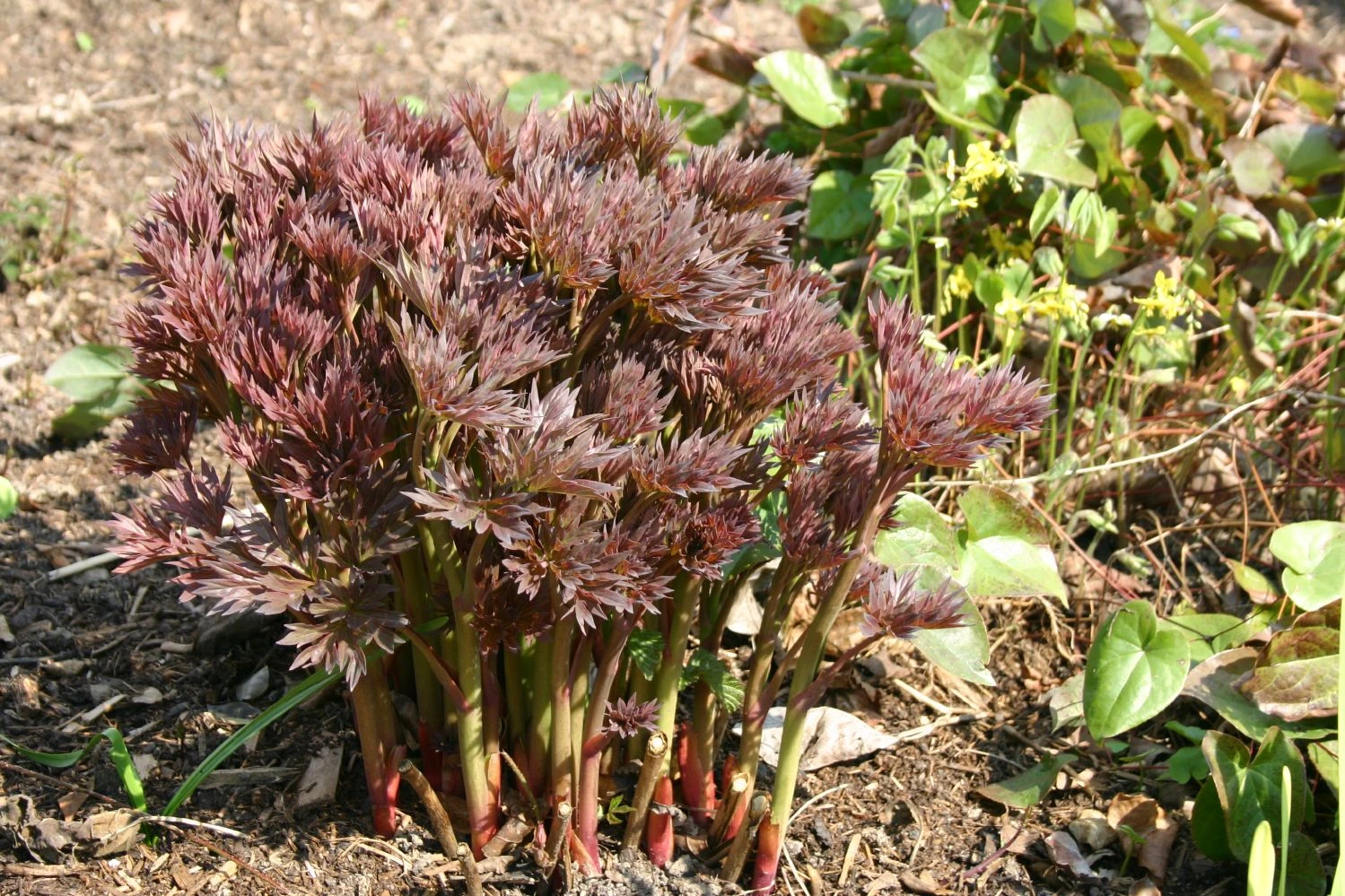 Paeonia Itoh-Hybride 'Bartzella' (Intersektionelle Pfingstrose) – Bild 6