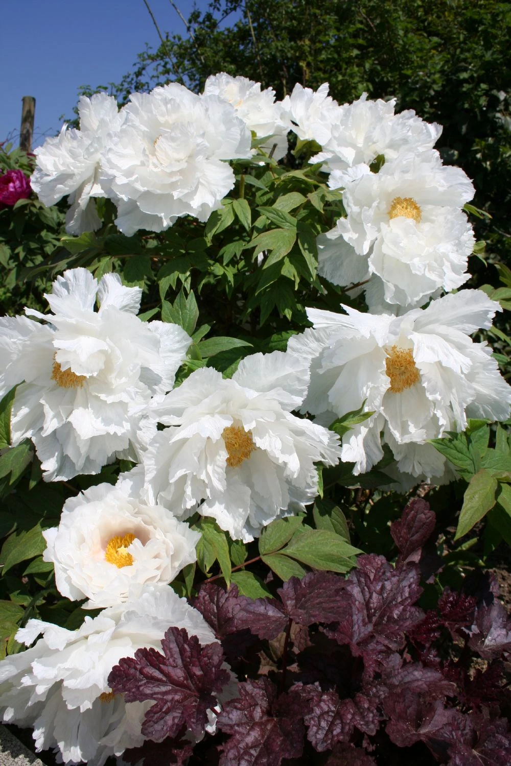 Paeonia Suffruticosa 'Renkaku' (Strauchpfingstrose 'Kranichschar') – Bild 2