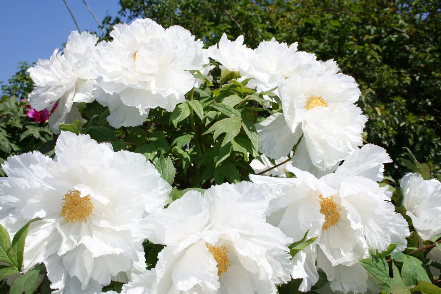 Paeonia Suffruticosa 'Renkaku' (Strauchpfingstrose 'Kranichschar') – Bild 3