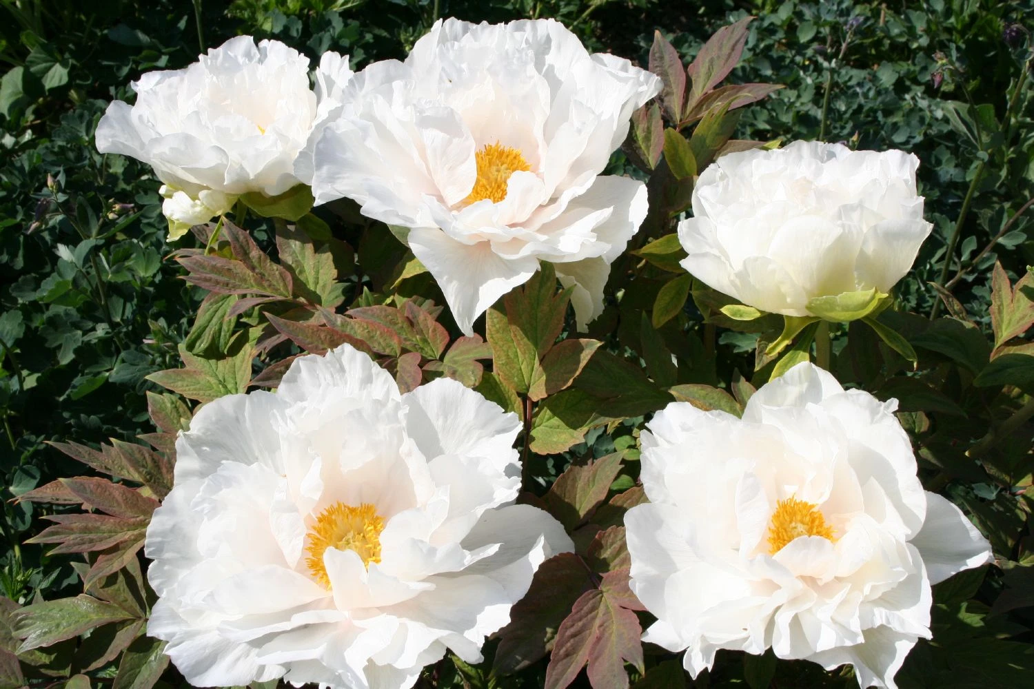 Paeonia Suffruticosa 'Renkaku' (Strauchpfingstrose 'Kranichschar') – Bild 5