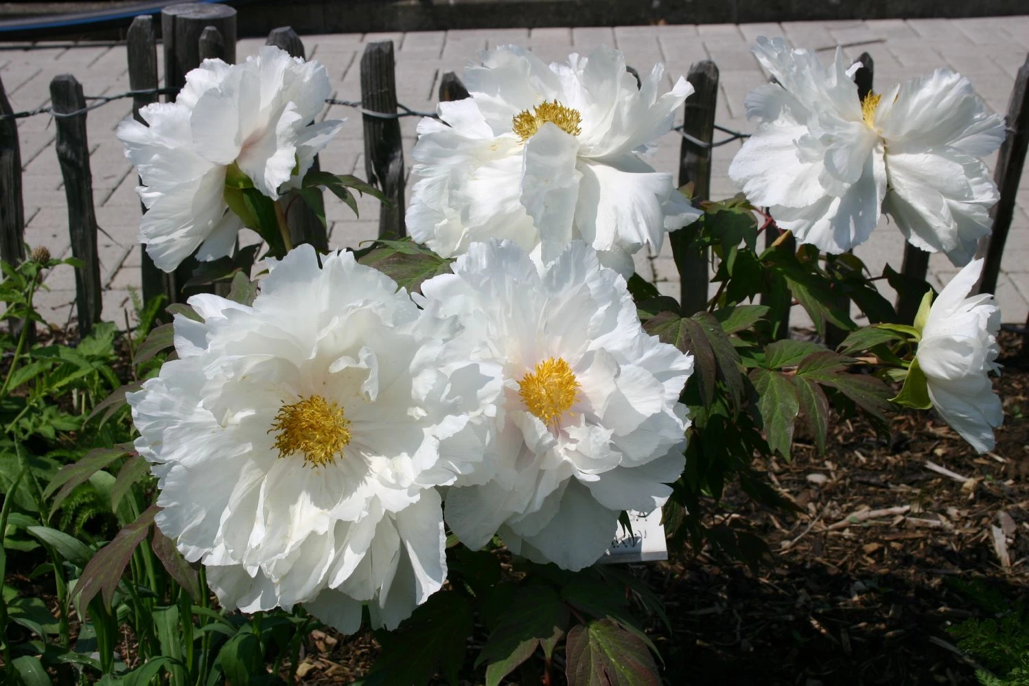 Paeonia Suffruticosa 'Renkaku' (Strauchpfingstrose 'Kranichschar') – Bild 6