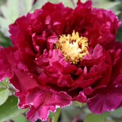 Paeonia Suffruticosa 'Kouka-Mon' (Strauchpfingstrose 'Tor Von Kouka')