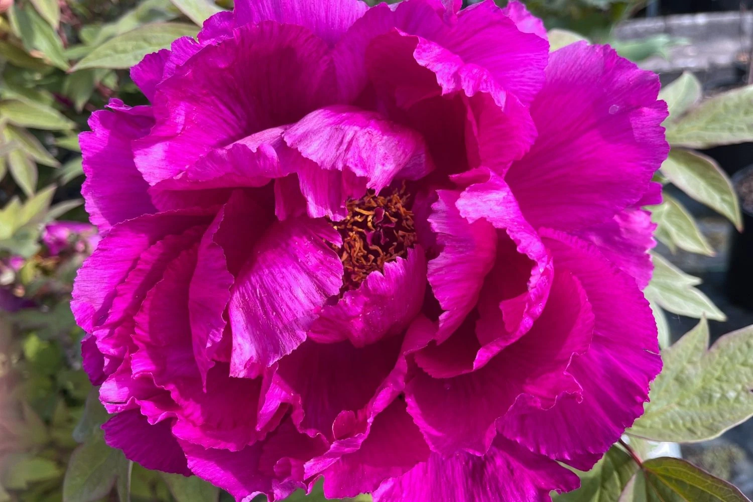 Paeonia Suffruticosa 'Shima Daijin' (Strauchpfingstrose 'Neuer Blumenminister')