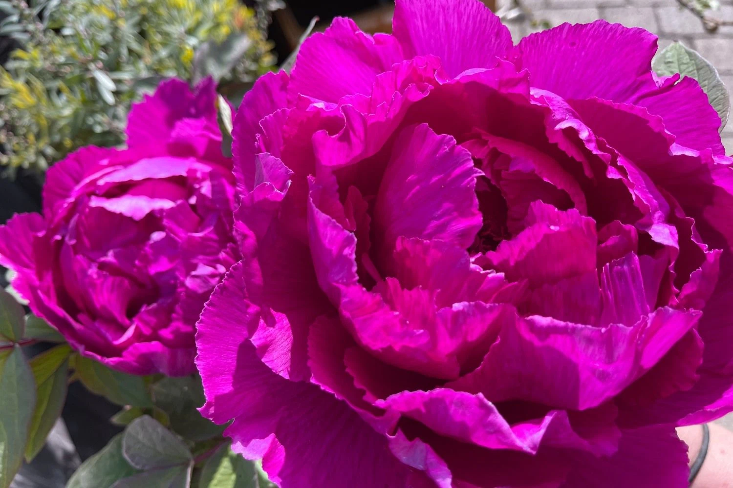 Paeonia Suffruticosa 'Shima Daijin' (Strauchpfingstrose 'Neuer Blumenminister') – Bild 2