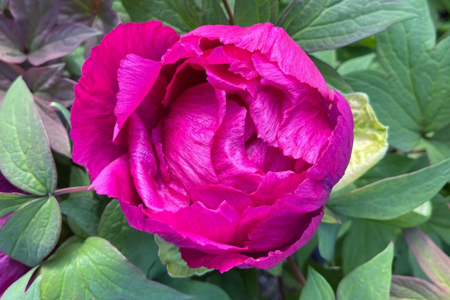 Paeonia Suffruticosa 'Shima Daijin' (Strauchpfingstrose 'Neuer Blumenminister') – Bild 3