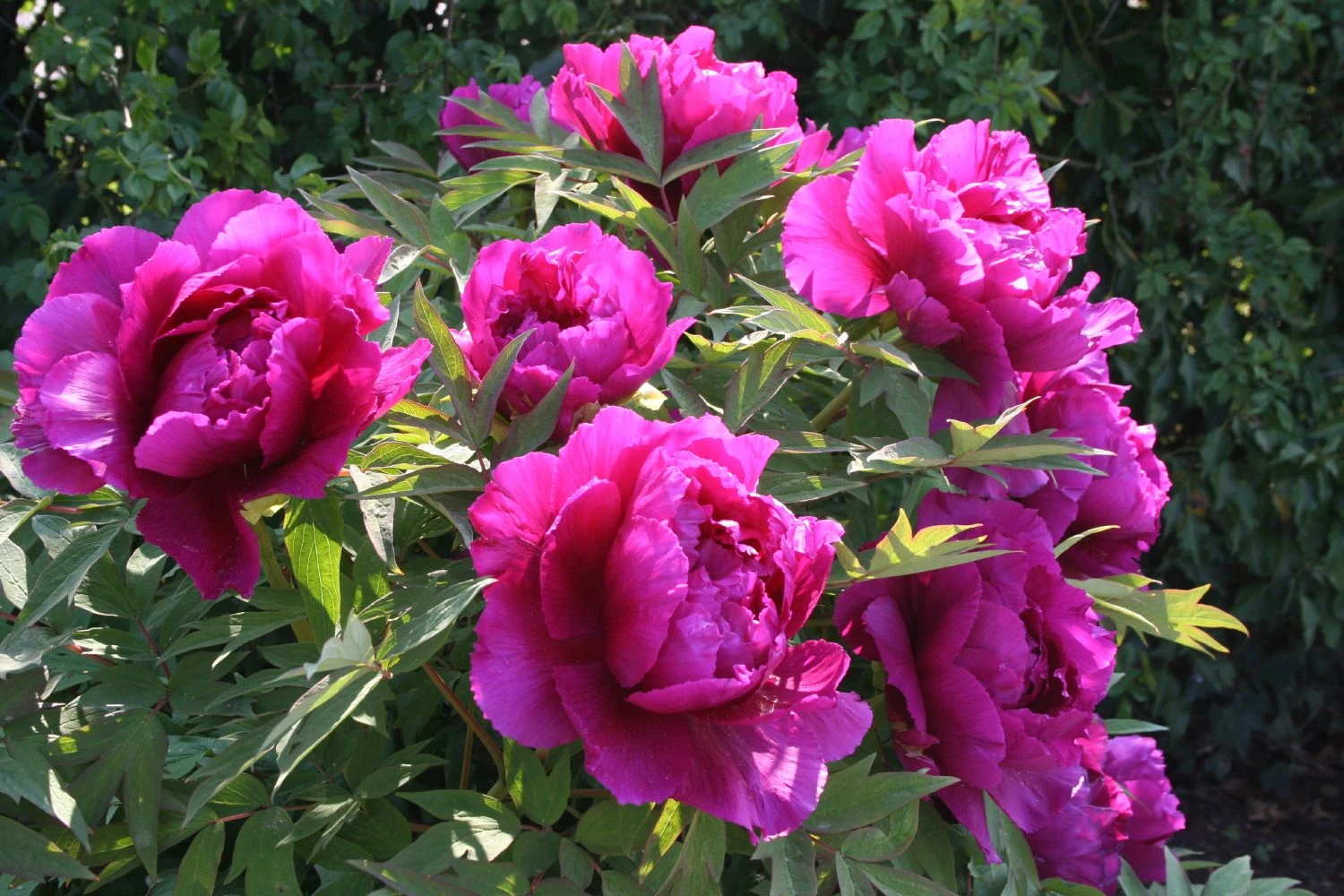 Paeonia Suffruticosa 'Shima Daijin' (Strauchpfingstrose 'Neuer Blumenminister') – Bild 6