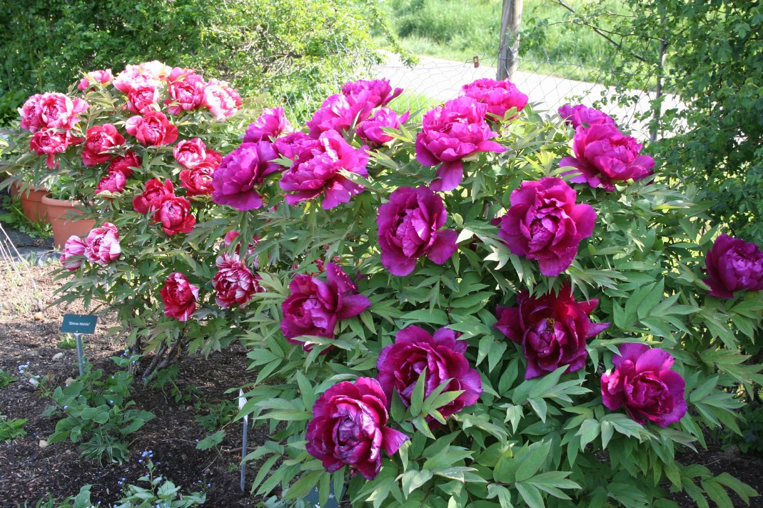 Paeonia Suffruticosa 'Shima Daijin' (Strauchpfingstrose 'Neuer Blumenminister') – Bild 7