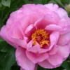 Paeonia Itoh-Hybride 'First Arrival' (Intersektionelle Pfingstrose)