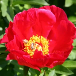 Paeonia Lactiflora 'Carina' (Staudenpfingstrose)
