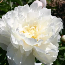 Paeonia Lactiflora 'Gardenia' (Staudenpfingstrose)