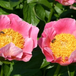 Paeonia Lactiflora 'Gedenken' (Staudenpfingstrose)
