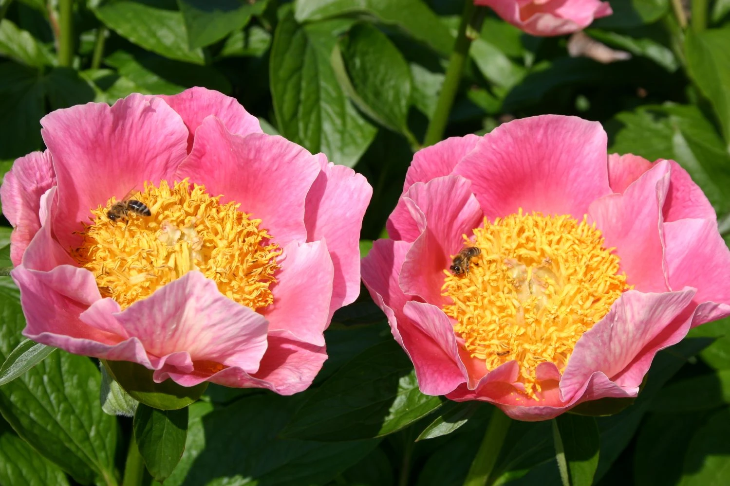 Paeonia Lactiflora 'Gedenken' (Staudenpfingstrose)