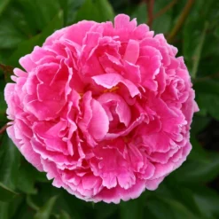 Paeonia Lactiflora 'Gräfin Von Zeppelin' (Staudenpfingstrose)