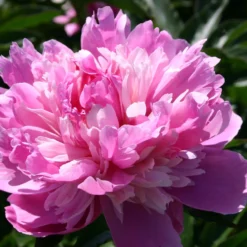 Paeonia Lactiflora 'Kelway's Lovely' (Staudenpfingstrose)