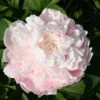 Paeonia Lactiflora 'Moon River' (Staudenpfingstrose)
