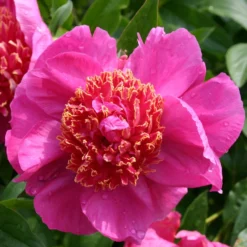 Paeonia Lactiflora 'Neon' (Staudenpfingstrose)