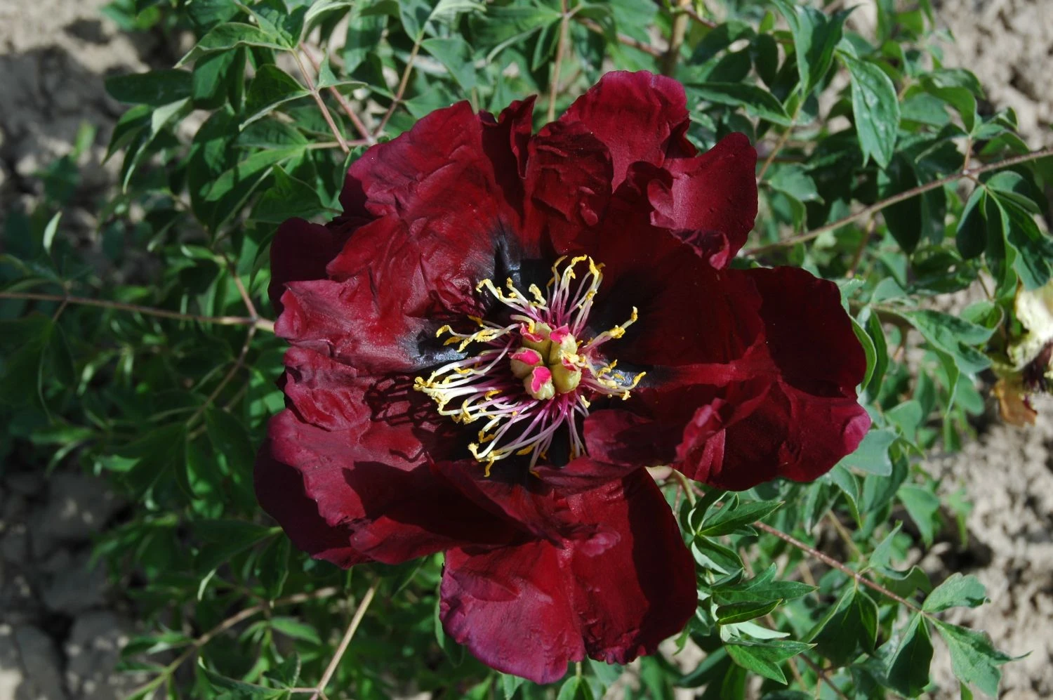 Paeonia Rockii 'Ye Guang Bei' (Strauchpfingstrose 'Leuchtendes Glas In Der Nacht')