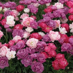 Tulpenmischung 'Barocke Träumerei' (Garten-Tulpenmischung)