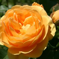 Rose 'Graham Thomas' (Englische Rose)