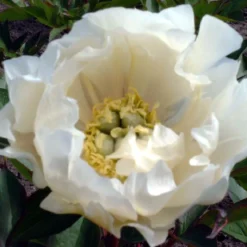 Paeonia Itoh-Hybride 'White Emperor' (Intersektionelle Pfingstrose)
