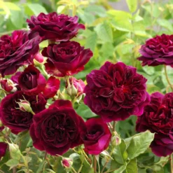 Rose 'Munstead Wood' (Englische Rose)