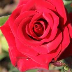 Rose 'Barkarole' (Edelrose)