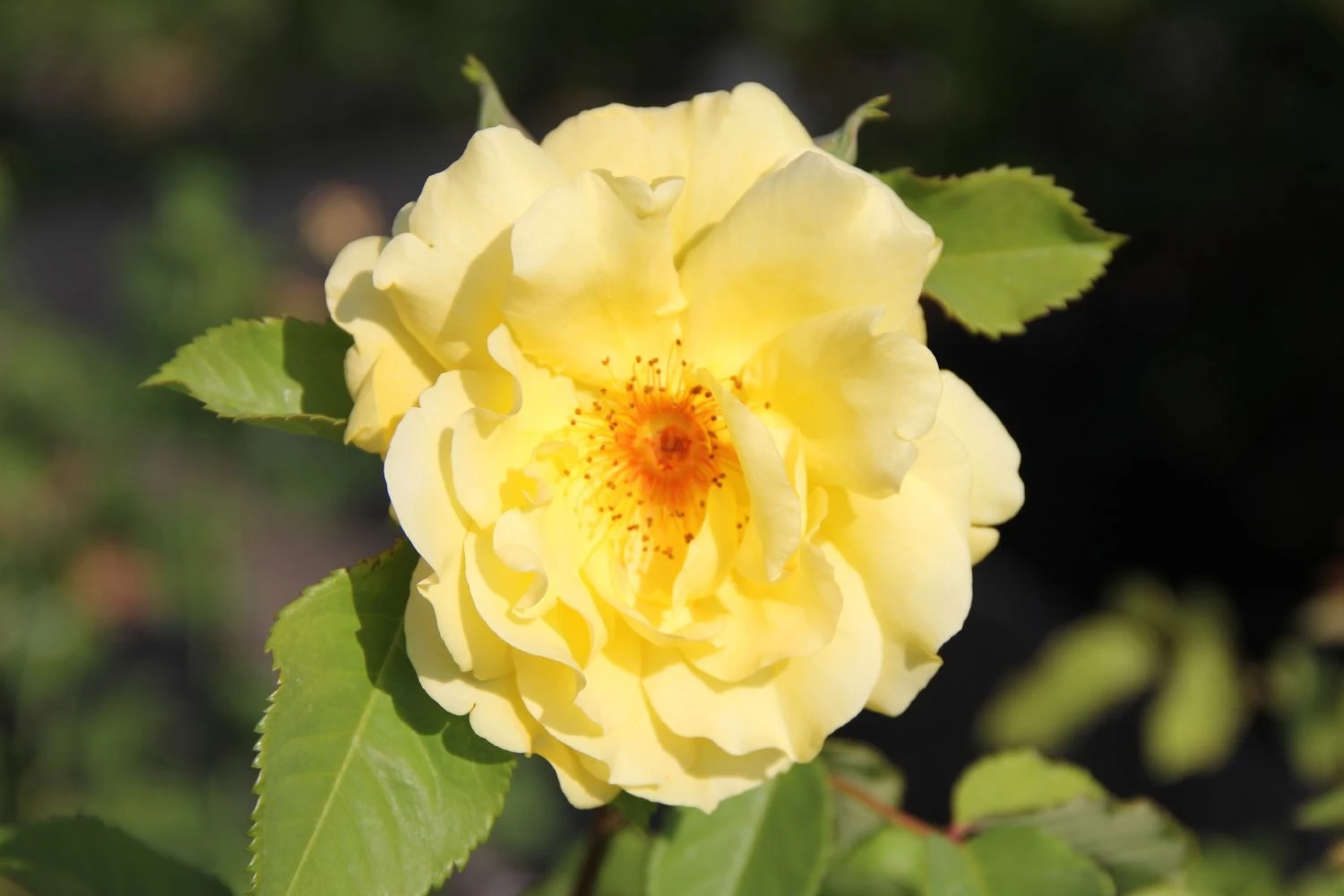 Rose 'Tibet-Rose' (Strauchrose)