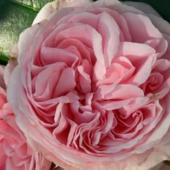 Rose 'Giardina' (Kletterrose)