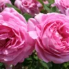 Rose 'Louise Odier' (Historische Rose)