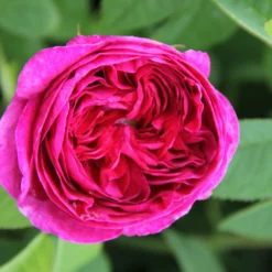 Rose 'Charles De Mills' (Historische Rose)