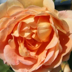 Rose 'Lady Of Shalott' (Englische Rose)