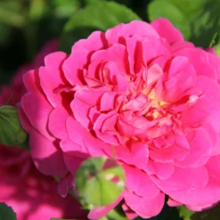 Rose 'Princess Anne' (Englische Rose)