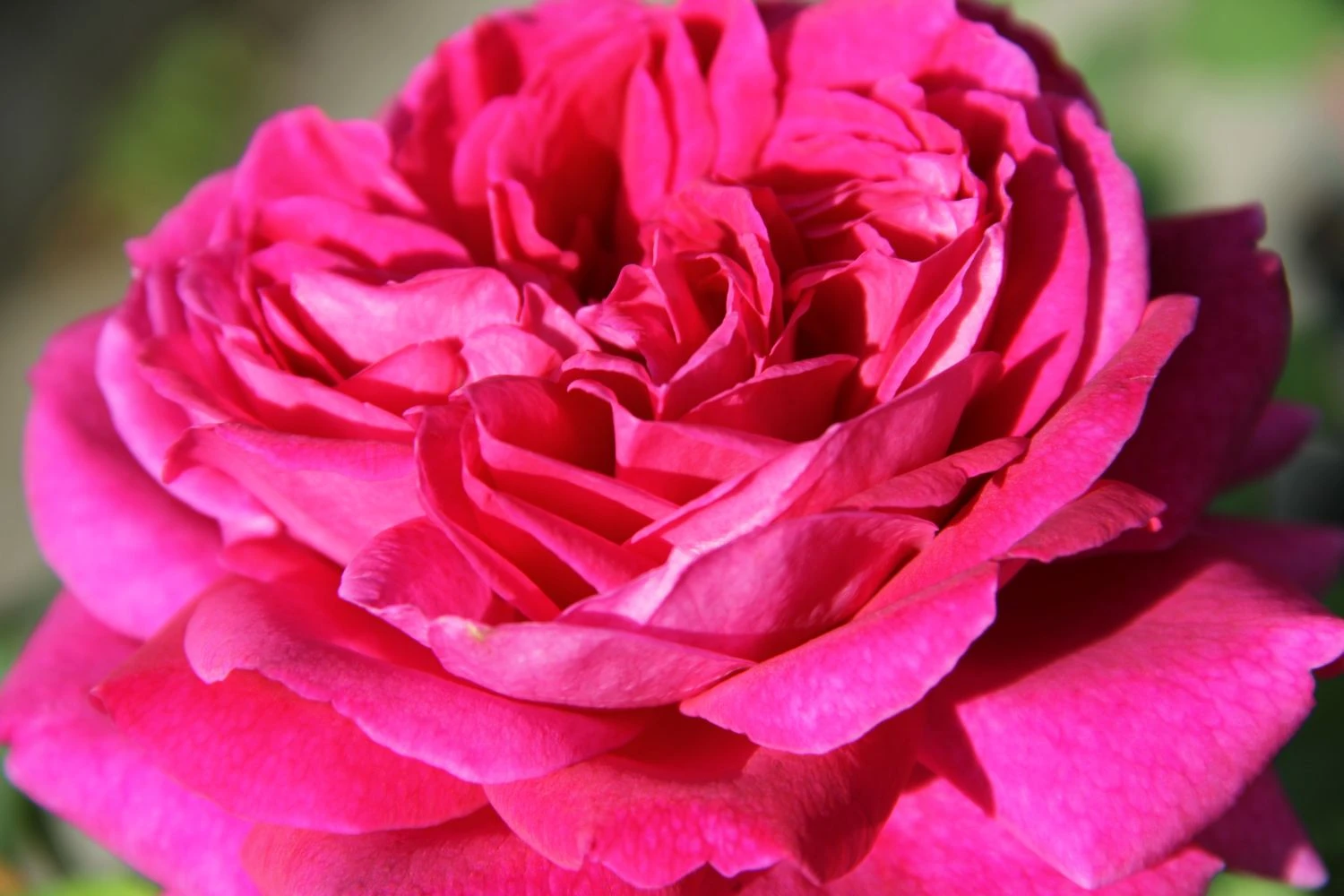 Rose 'Young Lycidas' (Englische Rose)