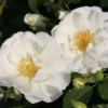 Rose 'Schneeflocke' (Bodendeckerrosen)