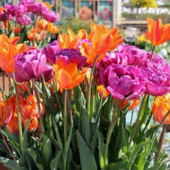 Tulpenmischung 'Hippie Times' (Garten-Tulpenmischung)