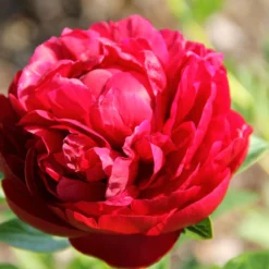 Paeonia Lactiflora 'Henry Bockstoce' (Staudenpfingstrose)