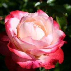 Rose 'Nostalgie' (Edelrose)