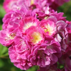 Rose 'Perennial Blue' (Rambler)