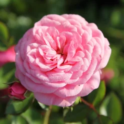 Rose 'Starlet Rose Eva' (Kletterrose)