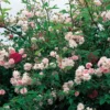 Rose 'Paul's Himalayan Musk' (Rambler)