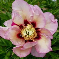 Paeonia Itoh-Hybride 'Pastel Splendor' (Intersektionelle Pfingstrose)