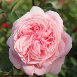 Rose 'Rosengräfin Marie Henriette' (Beetrose)