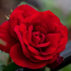 Rose 'Amadeus' (Kletterrose)
