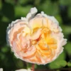 Rose 'The Lady Gardener' (Englische Rose)