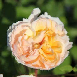 Rose 'The Lady Gardener' (Englische Rose)