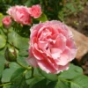 Rose Damascena 'Trigintipetala' (Historische Rose)